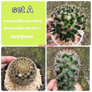 Set A Cactus แคคตัส แมม ขนนกเหลือง ดอกชมพู, ขนนกเหลือง ดอกขาว, แมมชูแมน