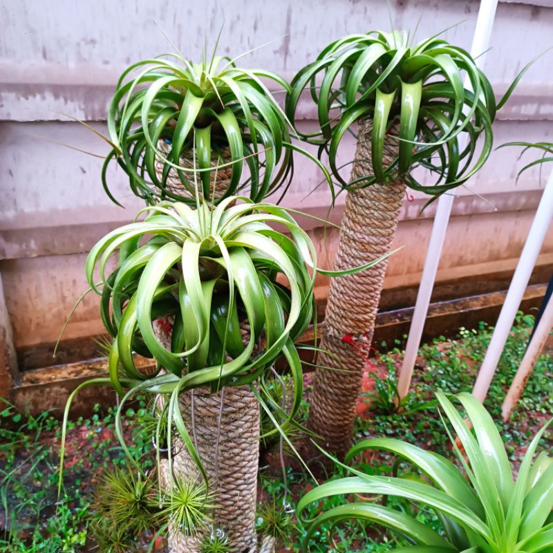 tillandsia-xerographica