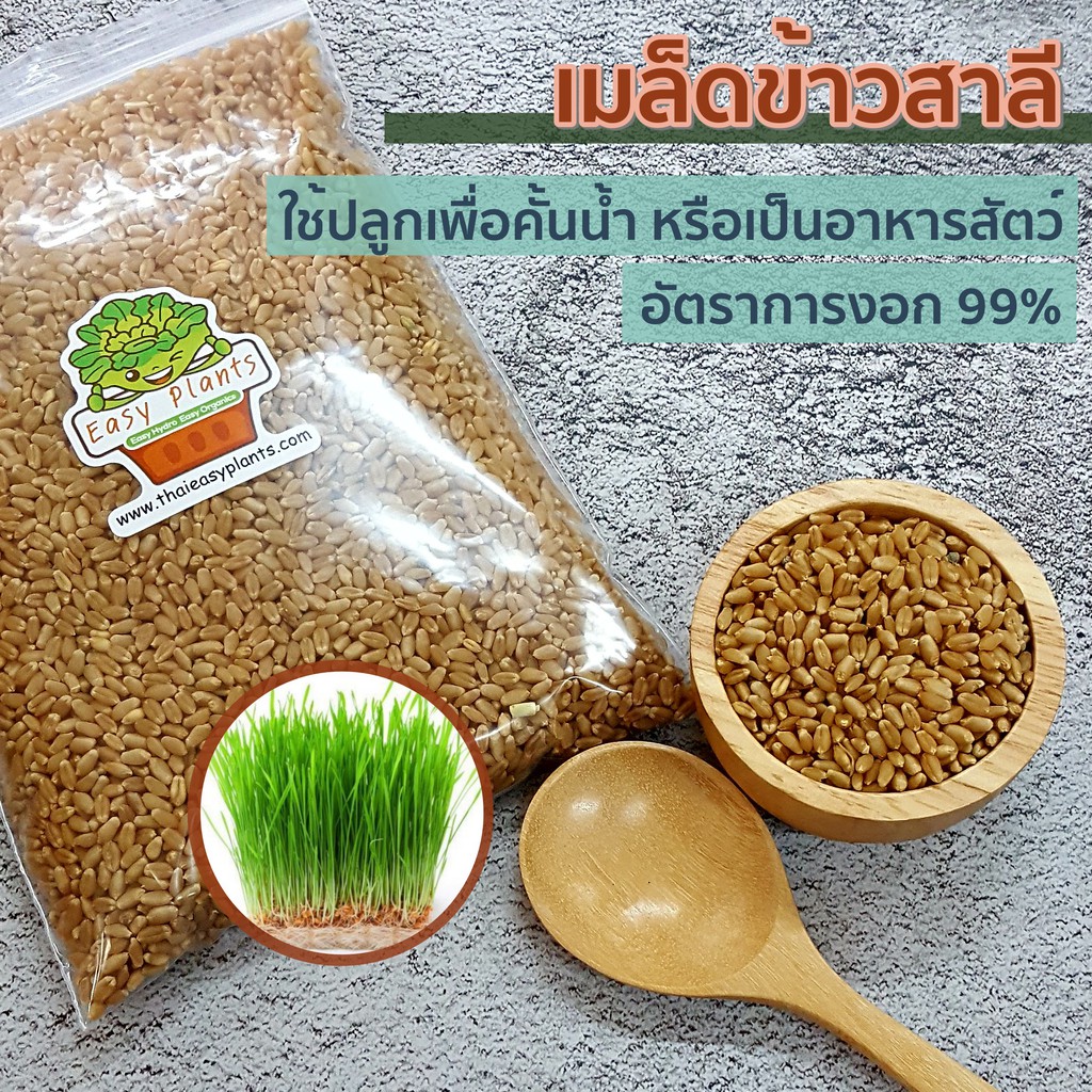 เมล็ดข้าวสาลี-เพาะปลูก-หญ้าแมว-สำหรับปลูก-และทำน้ำอาร์ซี-อัตราการงอก-99-พันธุ์ฟาง-60-เมล็ดข้าวสาลี-ข้าวสาลี