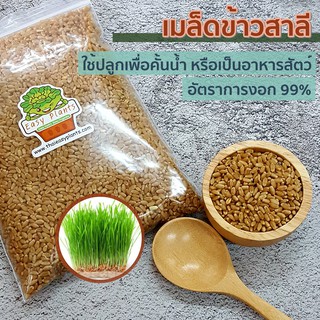 เมล็ดข้าวสาลี หญ้าแมว อัตราการงอก 99% ค่าส่ง 25 บาท ขนาด 1 กิโลกรัม