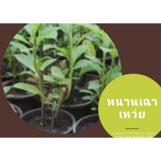 สินค้า ต้นหนานเฉาเหวย 🌱ต้นไซส์ใหญ่แข็งแรงพร้อมลงดิน 🛍️\"NEWYBAV\" โค้ทส่วนลด 100.-