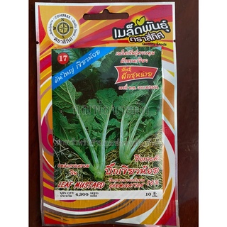 เมล็ดผักชุนฉ่าย 10 แถม 1 ผักชุนฉ่าย บิ๊กเขียวน้อย leaf mustard  เมล็ดพันธุ์ผัก ชุนฉ่าย