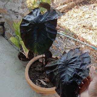 colocasia black coral (แบล็คโครอล)ส่งพร้อมกระถาง ตามภาพตามคลิป(3 ต้น 100 ครับ)