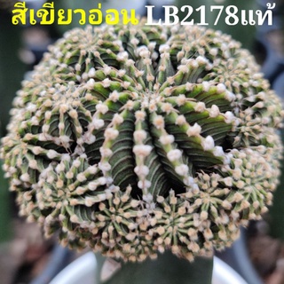 LB2178แท้ เขียวอ่อน⭐สินค้าแนะนำต้นกราฟใหญ่หน่อแน่นๆสีสวยมาก⭐ไม้10เดือน💥สินค้าแนะนำคุ้มสุดๆหน่อจำนวนมาก💥