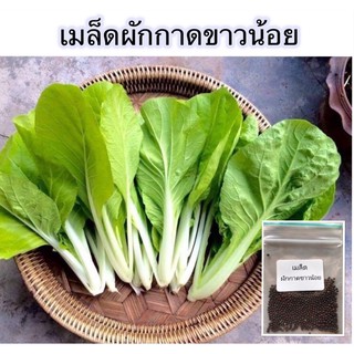 เมล็ดพันธุ์ ผักผักกาดขาวน้อย คัดพิเศษ 1000 เมล็ด [10 แถม 1 คละได้]