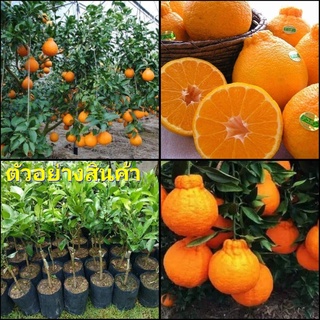 (1ต้น)(ขาย ต้นพันธุ์) ต้น ต้นส้มเดโกปอง Dekopon Orange ส้มเดโกปอง เสียบยอด ไร่อิงดาว