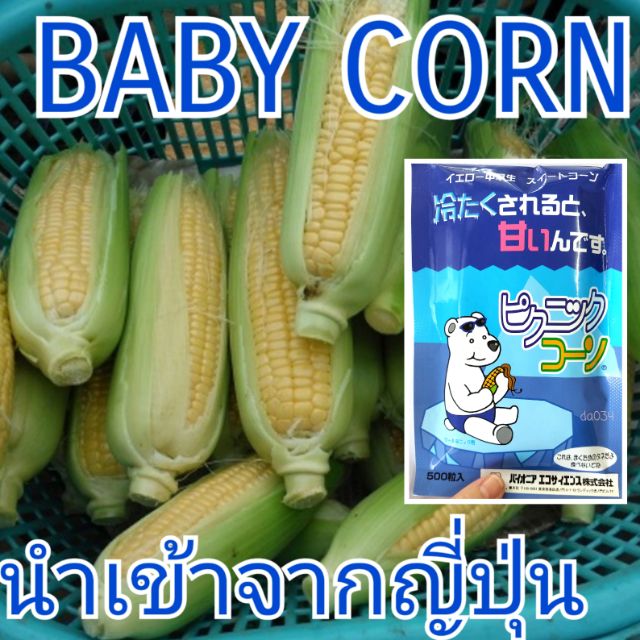 แบ่งขาย4เมล็ด-baby-corn-โตประมาณฝ่ามือ