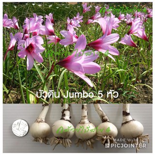 บัวดินจัมโบ้ Jumbo ดอกบัวดินสีชมพู 5 หัว