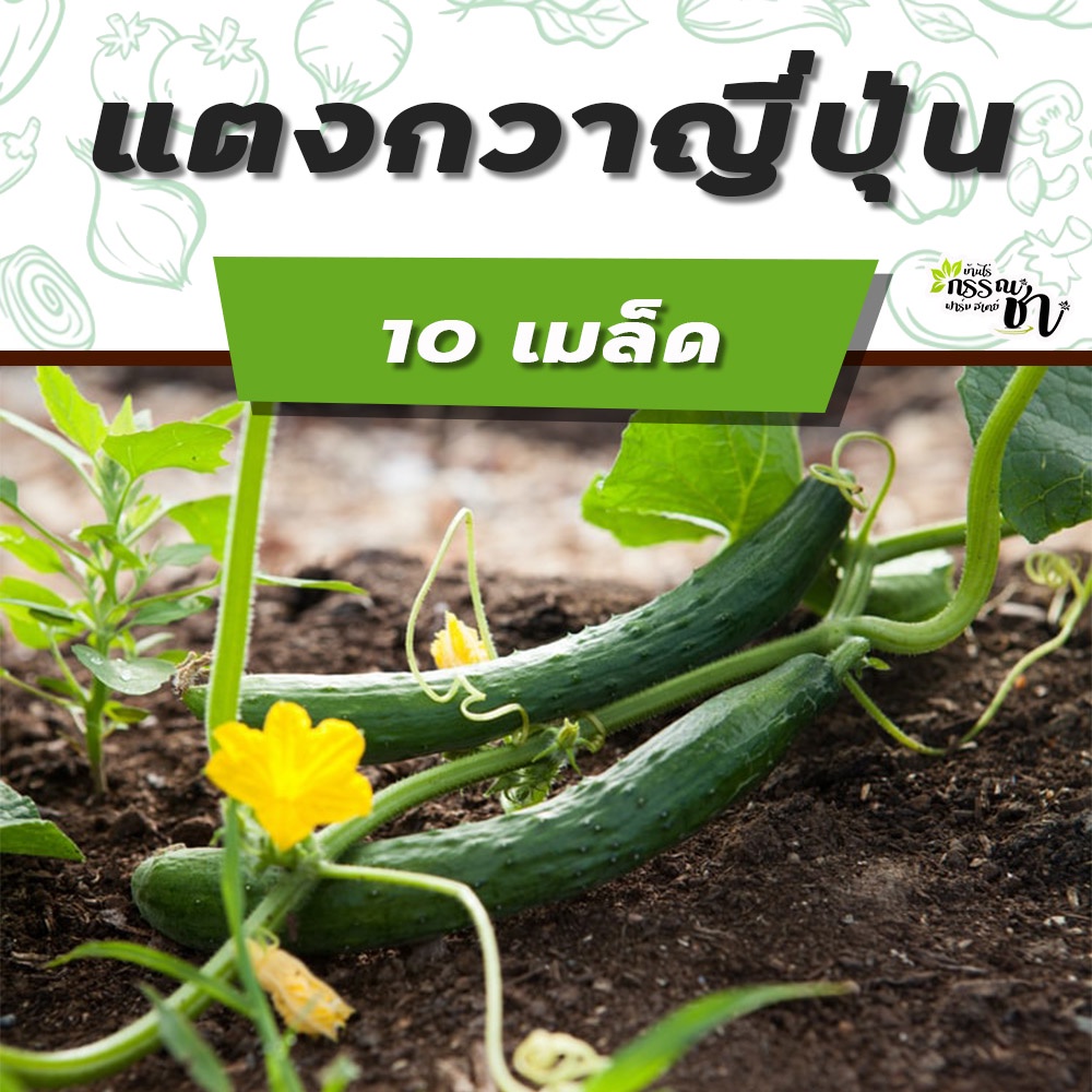 แตงกวา-เมล็ดพันธุ์-หลายหลายสายพันธุ์