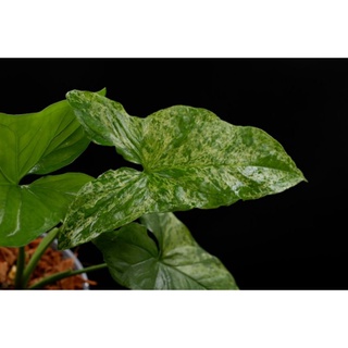 1แถม1ตัดสด Syngonium mojito holland เงินไหลมา โมจิโต้ฮอลแลนด์ ลายคางคก ผิวขรุขระ ไม้ด่างน่าสะสม สุ่มลายให้นะคะ