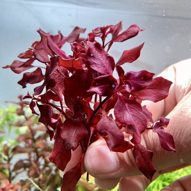 ลัดวิเจีย-มินิซุปเปอร์เรด-ludwigia-mini-super-red-กิ่งละ-10-บาท-ไม้น้ำมือใหม่-ไม้เเดง