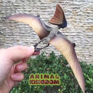 Animal Kingdom - โมเดลไดโนเสาร์ Pterosaurus เทา ขนาด 23.00 CM (จากหาดใหญ่)