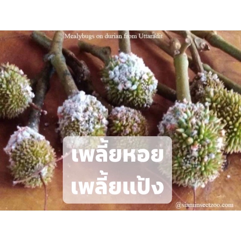 ดูโอ-เอนเนอจี-สารเพิ่มประสทธิภาพยาฆ่าแมลง-คุณสมบัติในการแพร่กระจาย-ดูดซึม-เคลือบผิวใบ-ขนาด-1-ลิตร