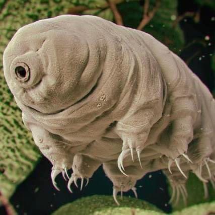 ส่งจากไทย-หมีน้ำ-ตุ๊กตา-ตุ๊กตาผ้าขน-ตุ๊กตาหมีน้ำ-tardigrade-ตุ๊กตายัดนุ่นรูปสัตว์-ตุ๊กตาสัตว์-หมอนตุ๊กตา-ของขวัญ