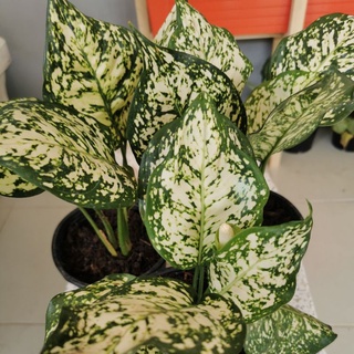 🍀ต้นอัญมณีขาว🍀 พืชไม้ใบประดับสายพันธุ์หนึ่งของอโกลนีมา (Aglaonema)