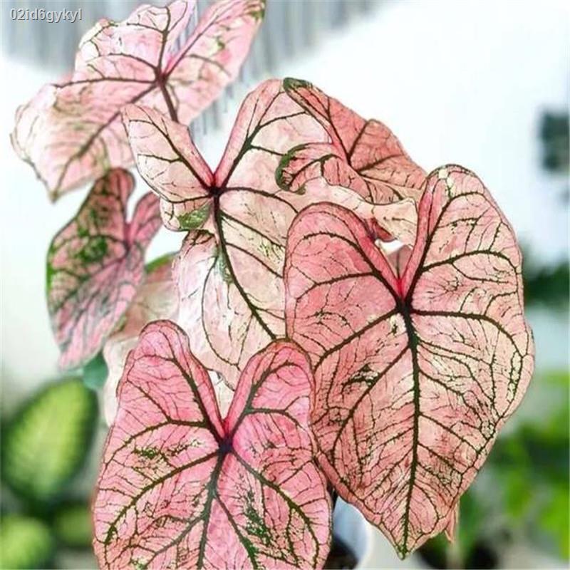 02id6gykyl100เมล็ด-mixed-colors-caladium-seeds-บอนสีหายาก-บอนสีแปลกๆ-บอนต้นสีแปลกๆ-บอนสีหายาก-ต้นไม้บอลสี-ต้นไม้มงคล-ต้น