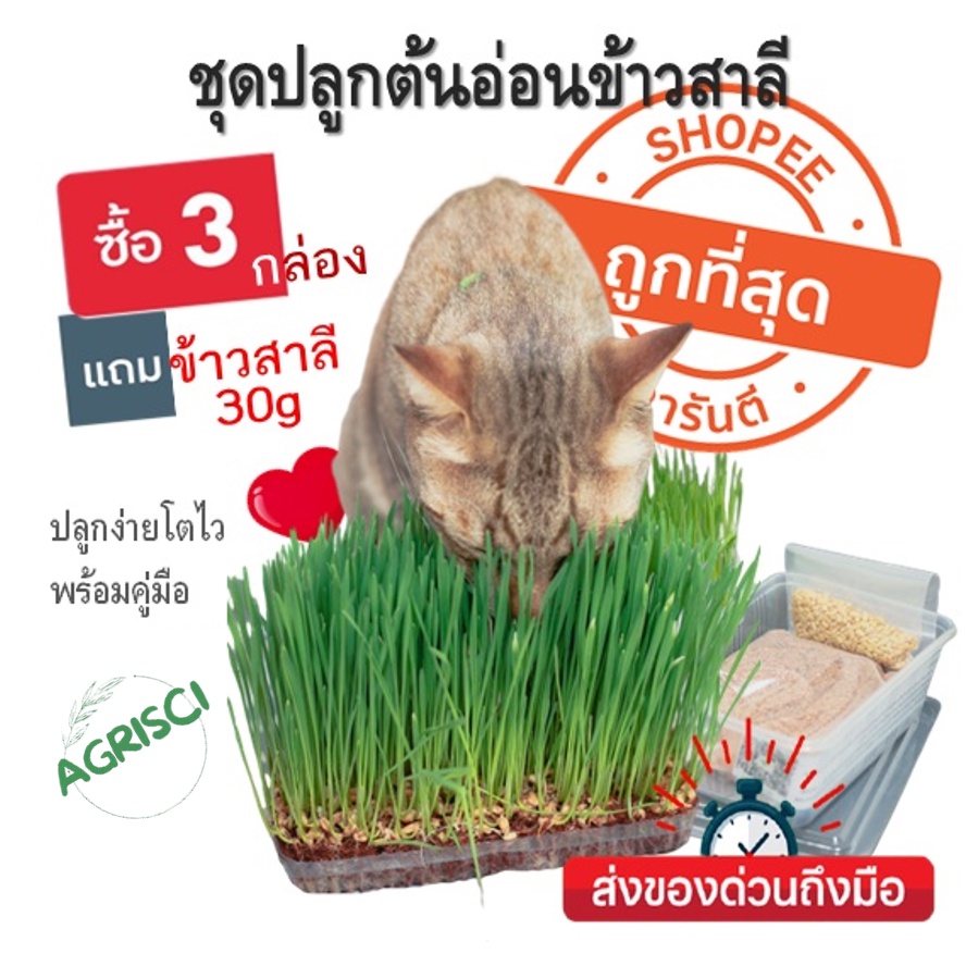 หญ้าแมว-ออร์แกนิค-ชุดปลูกต้นอ่อนข้าวสาลี-เมล็ดข้าวสาลี-พันธ์ุ-ฝาง-60-ข้าวสาลีแมว-ชุดปลูกต้นอ่อนข้าวสาลี