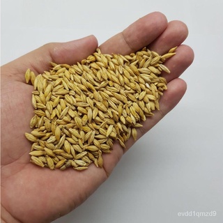 Barley Seeds (100 grams) for microgreens, sprouts and juicing苹果/生菜/花园/seeds/内裤/上衣/园艺/帽子/文胸/芹菜/ 2EKK