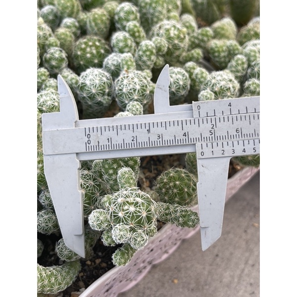 แมมกราซิลิส-mam-gracilis-ไม้ชำหน่อ-จากฟาร์ม-cactusdreamyok-ต้นไม้-กระบองเพชร-cactus
