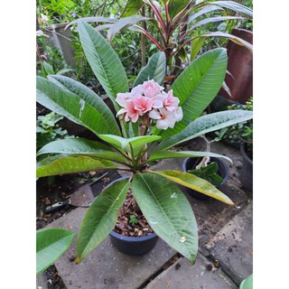 ลีลาวดี รุ่งศิริโชค ลีลาวดีแคระ APOCYNACEAE เป็นไม้ต้นเตี้ย สูงประมาณ 1.5 เมตรรุ่งศิริ-โชค