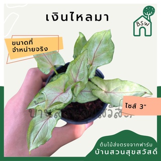 เงินไหลมา กระถาง 3 นิ้ว syngonium สีสวยหวาน ต้นเงินไหลมา เส้นใบสวย