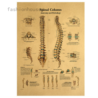 ภาพโปสเตอร์ spinal colum diagram human anatomy สําหรับตกแต่งบ้าน