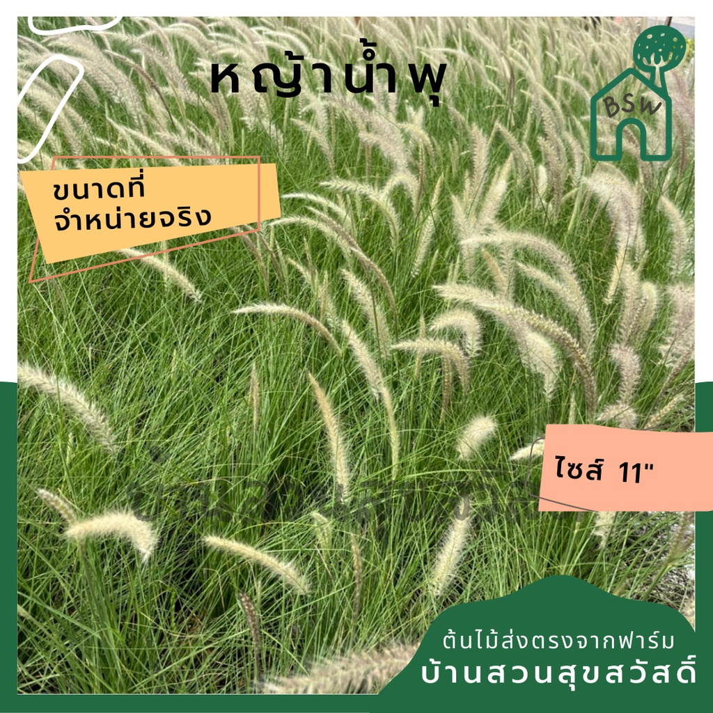 หญ้าน้ำพุ-11-นิ้ว-ไม้แดดประดับสวน