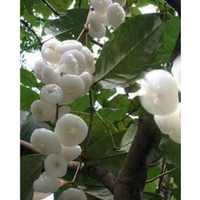 ต้นชมพู่พลาสติกขาว-ชมพู่แก้ว-ตอนกิ่ง-ขนาด50-60เซนฯ-ผลสีขาวมีกลิ่นคล้ายกุหลาบ