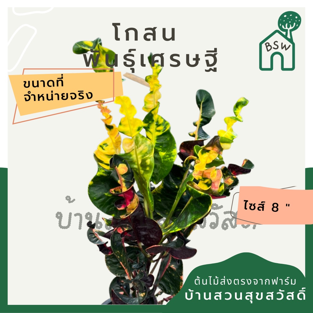 โกสน-พันธุ์เศรษฐี-ส่งพร้อมกระถาง-8-นิ้ว