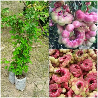 ต้นมะขามเทศสีชมพู จำโบ้ รสชาติหวาน มัน อร่อย กิ่งตอน สูง30-60 เซนติเมตร