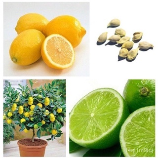 เมล็ดอวบอ้วนเมล็ดพันธุ์ เลม่อน Lemon Tree Seeds Fruit Seeds บรรจุ 20 เมล็ด เมล็ดพันธุ์แท้ พันธุ์ไม้ผล ต้นผลไม้ เมล็ดพันธ