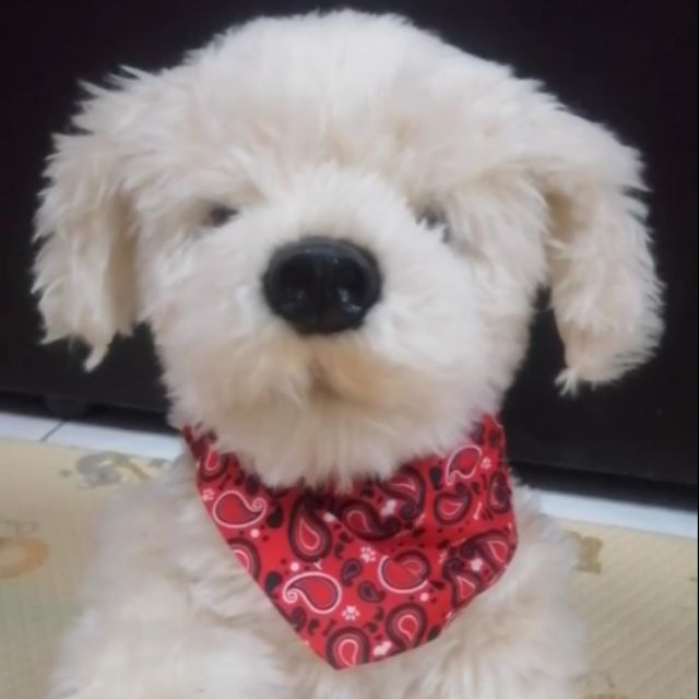 Interactive Electronic Puppy Plush ตุ๊กตาสุนัขจอร์จี้ มี
