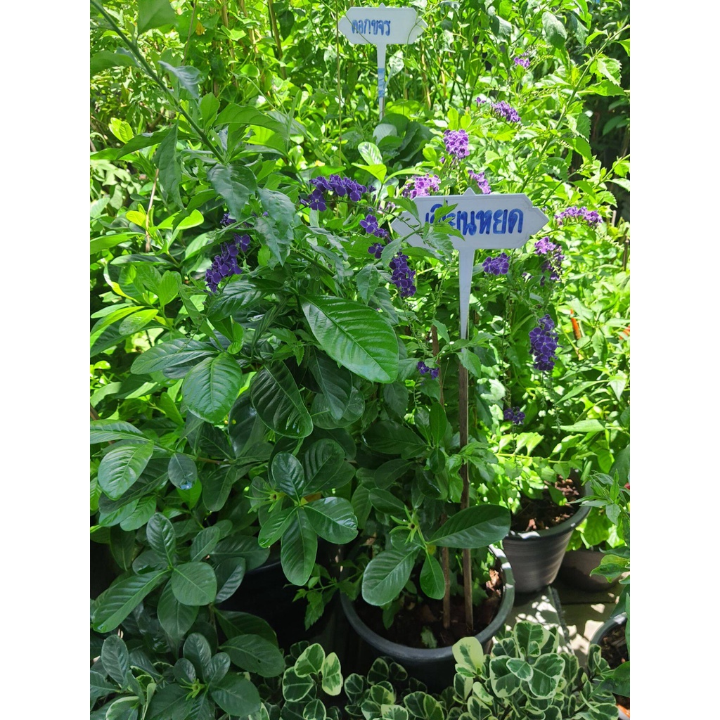 ต้นเทียนหยดญี่ปุ่น-duranta-erecta-ดอกสีม่วง-สูง30-50-cm-ส่งพร้อมกระถาง-8-นื้ว