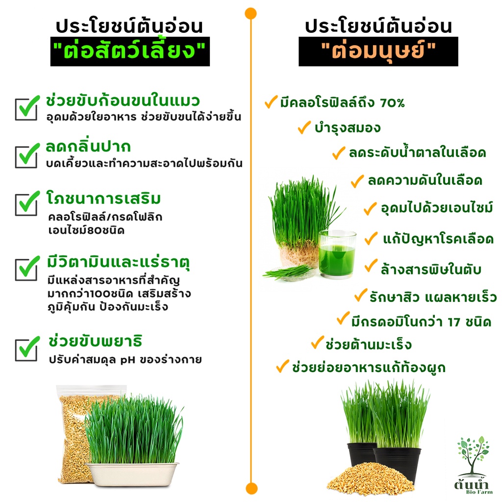 เมล็ดต้นอ่อนข้าวสาลี-เมล็ดพันธุ์ผัก-เมล็ดผักปลอดสาร-เมล็ดผักสลัด-เมล็ดต้นอ่อน-เมล็ดพันธุ์ผักสวนครัว