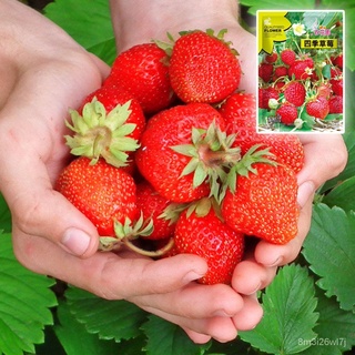 อินทรีย์ ต้น ดอก/เมล็ดสตรอว์เบอร์รี 200เมล็ด Strawberry เมล็ดสตรอเบอรี่สีแดง YTX1