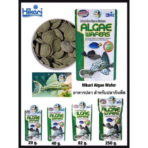 hikari-algae-wafer-อาหารปลา-สำหรับปลากินพืช-กินตะไคร่น้ำ-ปลาแพะ-ปลาหมู-ชนิดแผ่นจมน้ำ