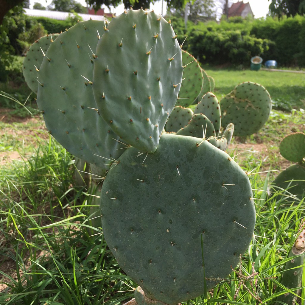 โอพันเทีย-ไจแอนท์-opuntia-robusta-giant-ตัดสด-มี2ขนาด-13-15-15-19cm