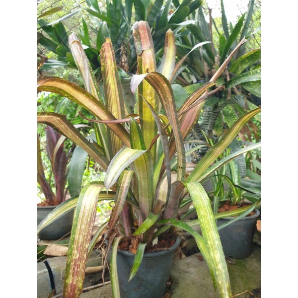 ขายหน่อหรือต้นลูก-สับปะรดสี-bromeliads-ไม้ด่าง-ไม้ประดับ-ไม้มงคง-ไม้ดอก