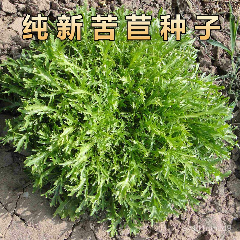 chicory-seed-bitter-chrysanthemum-rapeseed-seed-bud-seed-single-seed-lettuce-chicory-seededเมล็ดเชีย-เมล็ดกุหลาบ-เมล็ดดอ