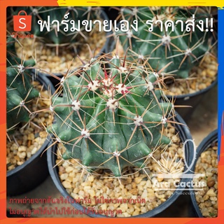 สวนขายเอง! เฟโรเล็บเหยี่ยวใหญ่ Ferocactus latispinus ไซส์กระถาง 4 นิ้ว แคคตัส กระบองเพชร ต้นไม้ประดับ อวบน้ำ แคนตัส