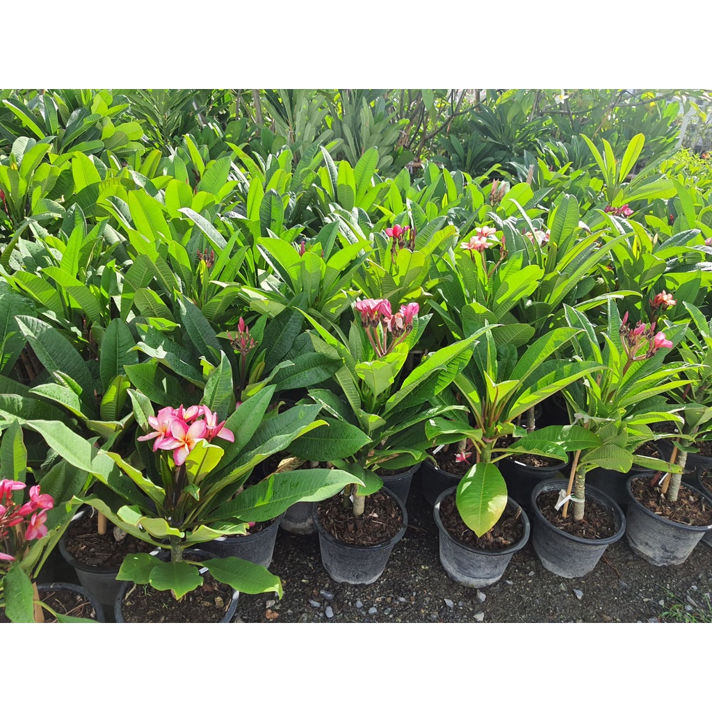 ลีลาวดีสีชมพู-อรทัยพิงค์-ลีลาวดี-plumeria-ดอกลีลาวดี-ส่งพร้อมกระถาง-10-นิ้ว