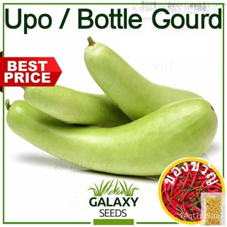 [Galaxy Seeds] Upo Seeds for Planting Vegetable Plants (5 Seeds) & FREE Fertilizer - Bottle Gourd / Lauki Hybrid Variety