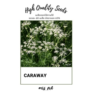 เมล็ดดอกไม้กินได้ Caraway สีขาว