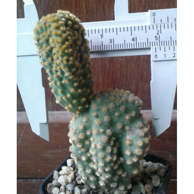 opuntia-microdasys-pallida-cristata-ดอทเหลืองคริส-หน่อเด็ดสด