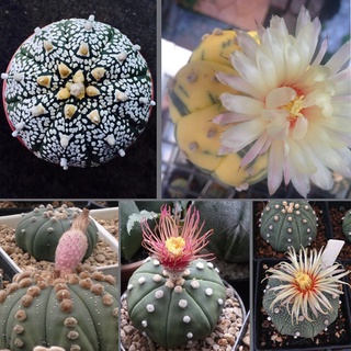 เมล็ดแอสโตรมิกซ์ (Astrophytum Mix Rare) แอสโตรด่าง, เรนไซ, ชินแดง, ชินเหลือง, ดอกแดง, โออิโบะ, ซุปเปอร์คาบูโตะ (5 เมล็ด)