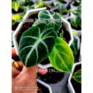 อโลคาเซีย แบล็ค เวลเวท ใบกำมะหยี (Alocasia Black Velvet )ไม้ประดับhothit มาแรง