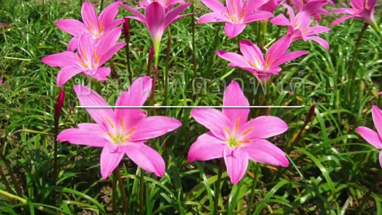 บัวดิน-ฟัดจาร์พิ้งค์-z-fadjar-pink-ดอกบัวดินสีชมพู-10-หัว
