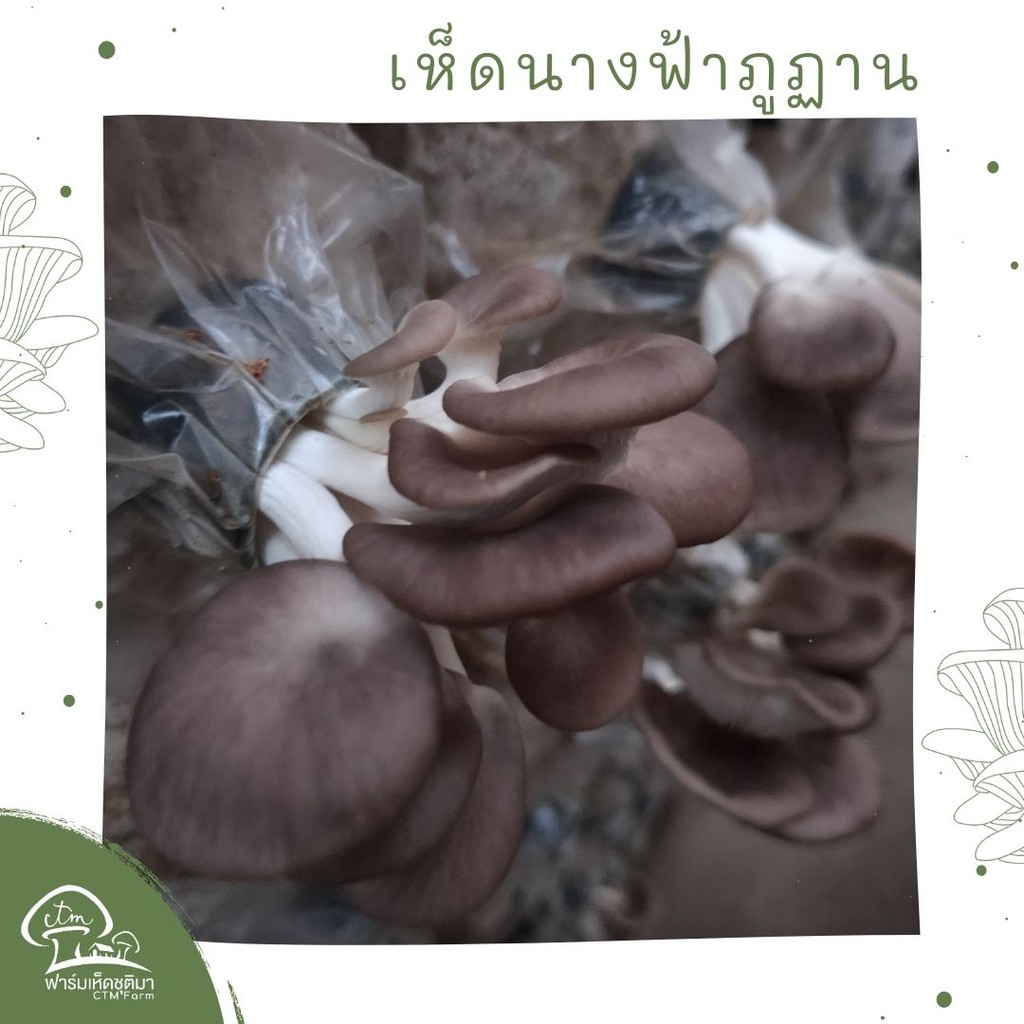 หัวเชื้อเห็ดนางฟ้าภูฏาน-ชุด6ขวด-เห็ดนางฟ้าภูฐาน-สำหรับคนทำฟาร์มเห็ด-เพื่อหยอดลงก้อนเห็ด-หรือฟางข้าว