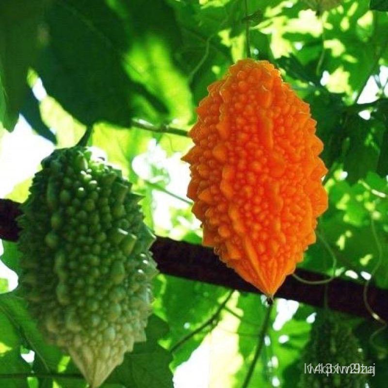 high-quality-seeds-10pcs-golden-little-bitter-gourd-bonsai-plant-home-garden-vegetable-fruit-plantin-ดอกไ