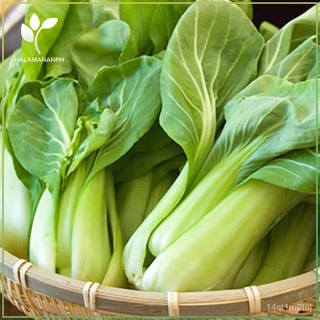 1000 SEEDS PECHAY GREEN STEM BOKCHOI - SUPER SULIT VEGETABLE SEED PACK [Halamanan PH]通心菜/种子/seeds/上衣/头饰/花园/生菜/裙子/内裤/园艺/